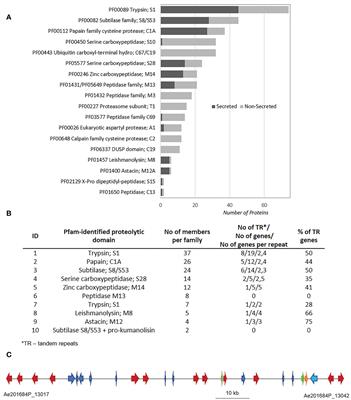 The root pathogen Aphanomyces euteiches secretes modular proteases in pea apoplast during host infection